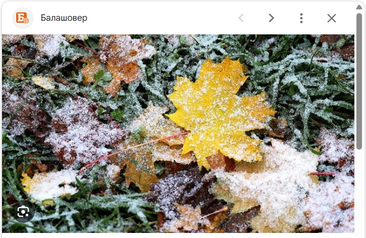 Бродячий колорадский жук... Колорадский жук