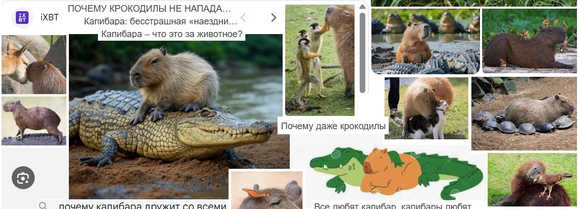 Капибара